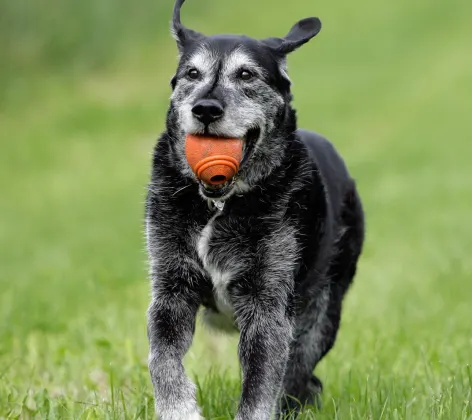 Older dog running through a grassy field with a toy ball in it's mouth